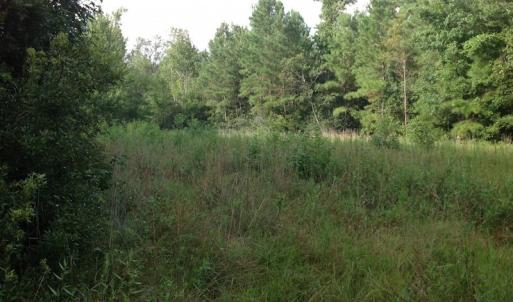 Photo of UNDER CONTRACT!  289 Acres of Hunting and Timber Land For Sale in Tyrrell County NC!