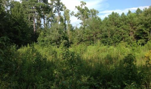 Photo of UNDER CONTRACT!  289 Acres of Hunting and Timber Land For Sale in Tyrrell County NC!