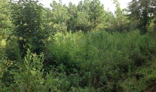 Photo of UNDER CONTRACT!  289 Acres of Hunting and Timber Land For Sale in Tyrrell County NC!