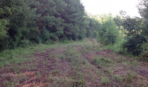Photo of UNDER CONTRACT!  289 Acres of Hunting and Timber Land For Sale in Tyrrell County NC!