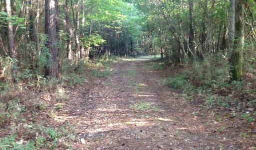 Photo of UNDER CONTRACT!  289 Acres of Hunting and Timber Land For Sale in Tyrrell County NC!