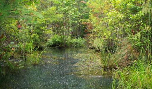 Photo of UNDER CONTRACT!  289 Acres of Hunting and Timber Land For Sale in Tyrrell County NC!