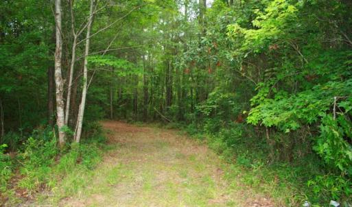 Photo of UNDER CONTRACT!  289 Acres of Hunting and Timber Land For Sale in Tyrrell County NC!