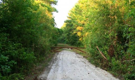 Photo of UNDER CONTRACT!  289 Acres of Hunting and Timber Land For Sale in Tyrrell County NC!