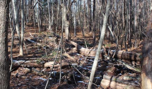 Photo of UNDER CONTRACT!  9.4 Acres of Residential and Hunting Land For Sale in King William County VA!