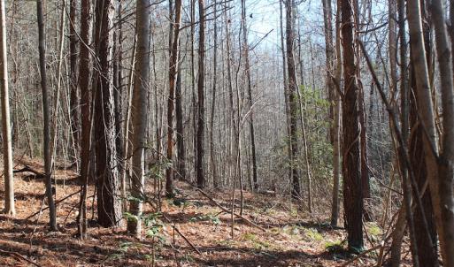 Photo of UNDER CONTRACT!  9.4 Acres of Residential and Hunting Land For Sale in King William County VA!