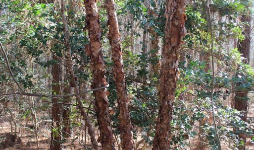 Photo of UNDER CONTRACT!  9.4 Acres of Residential and Hunting Land For Sale in King William County VA!