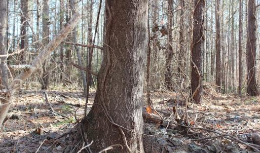 Photo of UNDER CONTRACT!  9.4 Acres of Residential and Hunting Land For Sale in King William County VA!