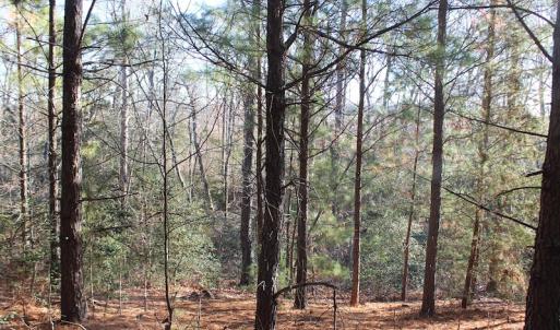 Photo of UNDER CONTRACT!  55 Acres of Hunting and Recreational Land For Sale in Caroline County VA!