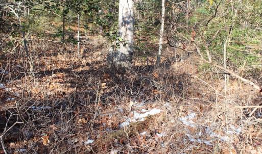 Photo of UNDER CONTRACT!  55 Acres of Hunting and Recreational Land For Sale in Caroline County VA!