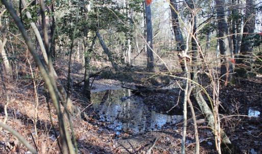Photo of UNDER CONTRACT!  55 Acres of Hunting and Recreational Land For Sale in Caroline County VA!