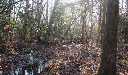 Photo of UNDER CONTRACT!  55 Acres of Hunting and Recreational Land For Sale in Caroline County VA!