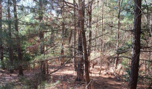 Photo of UNDER CONTRACT!  55 Acres of Hunting and Recreational Land For Sale in Caroline County VA!