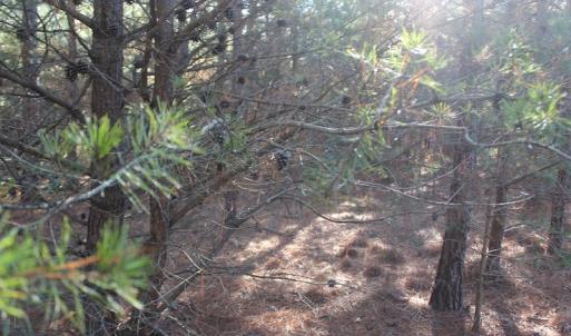 Photo of UNDER CONTRACT!  55 Acres of Hunting and Recreational Land For Sale in Caroline County VA!