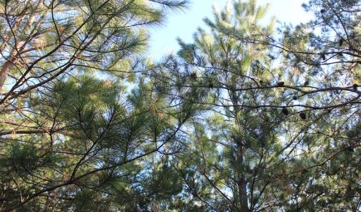 Photo of UNDER CONTRACT!  55 Acres of Hunting and Recreational Land For Sale in Caroline County VA!