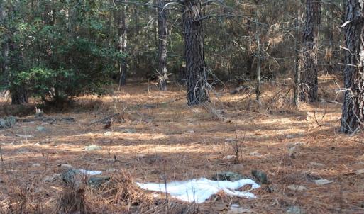 Photo of UNDER CONTRACT!  55 Acres of Hunting and Recreational Land For Sale in Caroline County VA!