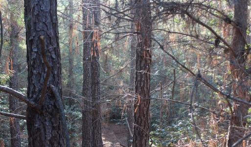 Photo of UNDER CONTRACT!  55 Acres of Hunting and Recreational Land For Sale in Caroline County VA!