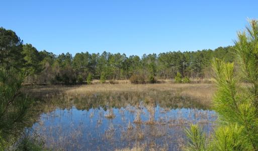 Photo of UNDER CONTRACT!  49.82 Acres of Hunting Land with Duck Impoundments For Sale in Columbus County NC!