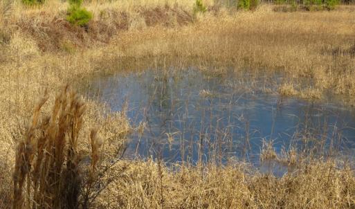 Photo of UNDER CONTRACT!  49.82 Acres of Hunting Land with Duck Impoundments For Sale in Columbus County NC!