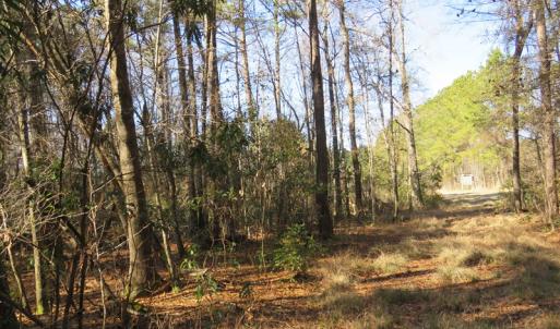 Photo of UNDER CONTRACT!  49.82 Acres of Hunting Land with Duck Impoundments For Sale in Columbus County NC!