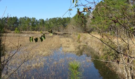 Photo of UNDER CONTRACT!  49.82 Acres of Hunting Land with Duck Impoundments For Sale in Columbus County NC!