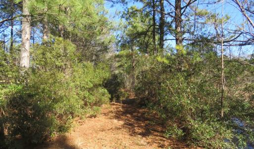 Photo of UNDER CONTRACT!  49.82 Acres of Hunting Land with Duck Impoundments For Sale in Columbus County NC!