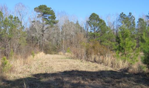 Photo of UNDER CONTRACT!  49.82 Acres of Hunting Land with Duck Impoundments For Sale in Columbus County NC!
