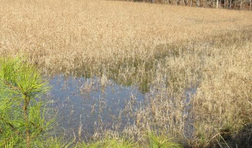 Photo of UNDER CONTRACT!  49.82 Acres of Hunting Land with Duck Impoundments For Sale in Columbus County NC!