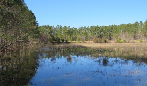 Photo of UNDER CONTRACT!  49.82 Acres of Hunting Land with Duck Impoundments For Sale in Columbus County NC!