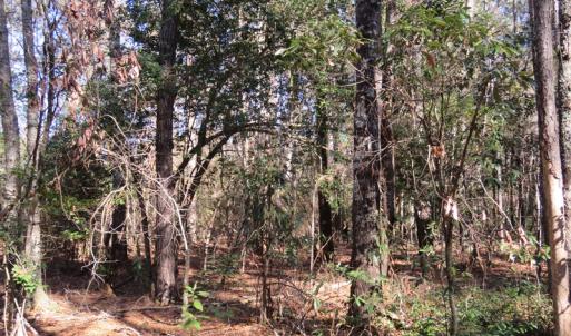Photo of UNDER CONTRACT!  49.82 Acres of Hunting Land with Duck Impoundments For Sale in Columbus County NC!