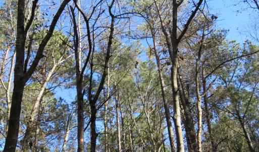 Photo of UNDER CONTRACT!  49.82 Acres of Hunting Land with Duck Impoundments For Sale in Columbus County NC!