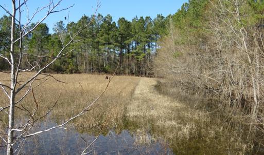 Photo of UNDER CONTRACT!  49.82 Acres of Hunting Land with Duck Impoundments For Sale in Columbus County NC!