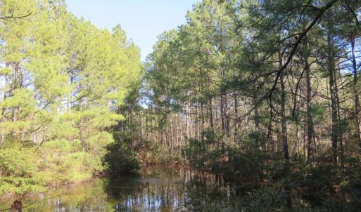 Photo of UNDER CONTRACT!  49.82 Acres of Hunting Land with Duck Impoundments For Sale in Columbus County NC!