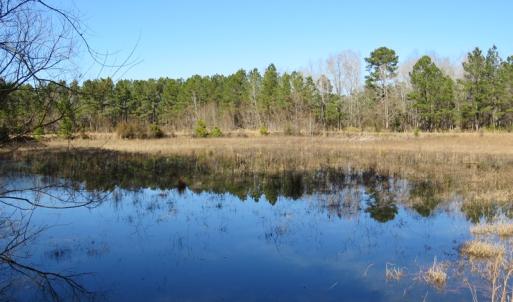 Photo of UNDER CONTRACT!  49.82 Acres of Hunting Land with Duck Impoundments For Sale in Columbus County NC!