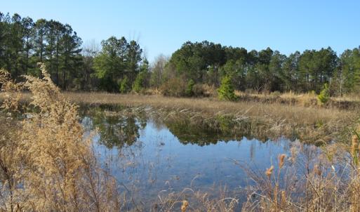 Photo of UNDER CONTRACT!  49.82 Acres of Hunting Land with Duck Impoundments For Sale in Columbus County NC!
