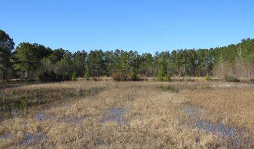 Photo of UNDER CONTRACT!  49.82 Acres of Hunting Land with Duck Impoundments For Sale in Columbus County NC!