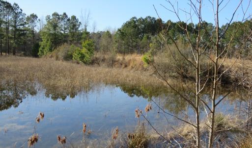 Photo of UNDER CONTRACT!  49.82 Acres of Hunting Land with Duck Impoundments For Sale in Columbus County NC!