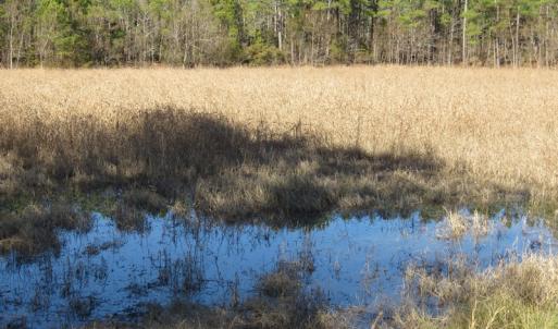 Photo of UNDER CONTRACT!  49.82 Acres of Hunting Land with Duck Impoundments For Sale in Columbus County NC!