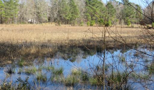 Photo of UNDER CONTRACT!  49.82 Acres of Hunting Land with Duck Impoundments For Sale in Columbus County NC!