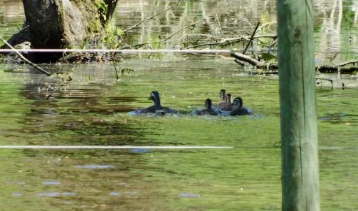 Photo of UNDER CONTRACT!  84.45 Acres of Residential and Pasture Land For Sale in Edgecombe County NC!