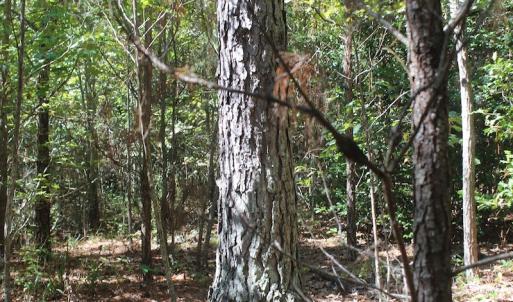 Photo of UNDER CONTRACT!  67 Acres of Recreational and Farm Land For Sale in Sussex County VA!