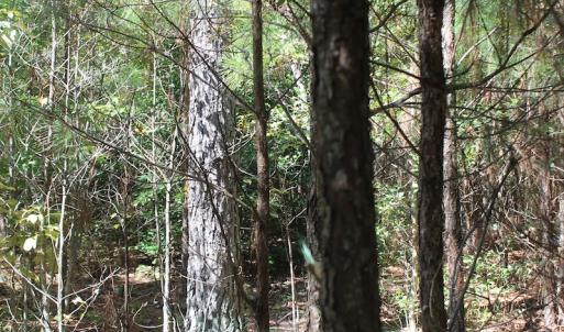 Photo of UNDER CONTRACT!  67 Acres of Recreational and Farm Land For Sale in Sussex County VA!