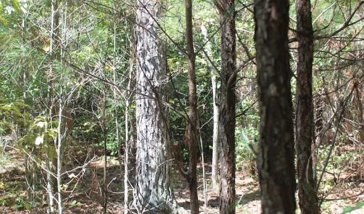 Photo of UNDER CONTRACT!  67 Acres of Recreational and Farm Land For Sale in Sussex County VA!