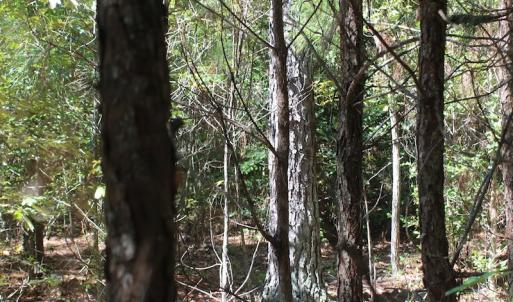 Photo of UNDER CONTRACT!  67 Acres of Recreational and Farm Land For Sale in Sussex County VA!