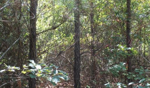 Photo of UNDER CONTRACT!  67 Acres of Recreational and Farm Land For Sale in Sussex County VA!