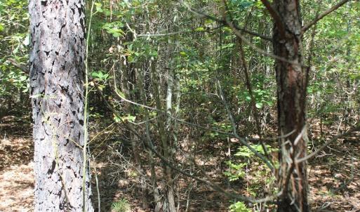 Photo of UNDER CONTRACT!  67 Acres of Recreational and Farm Land For Sale in Sussex County VA!