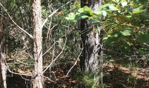 Photo of UNDER CONTRACT!  67 Acres of Recreational and Farm Land For Sale in Sussex County VA!