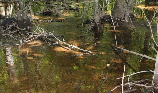 Photo of UNDER CONTRACT!  67 Acres of Recreational and Farm Land For Sale in Sussex County VA!