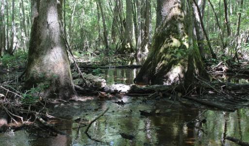 Photo of UNDER CONTRACT!  67 Acres of Recreational and Farm Land For Sale in Sussex County VA!