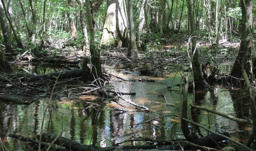 Photo of UNDER CONTRACT!  67 Acres of Recreational and Farm Land For Sale in Sussex County VA!